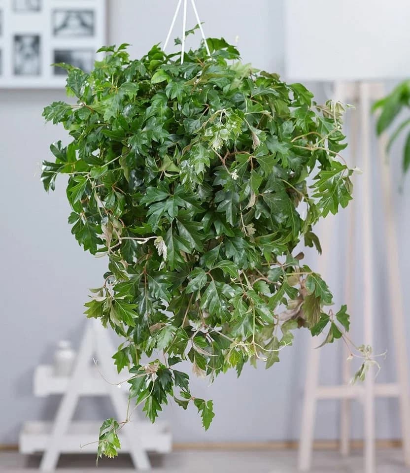 BALDUR Garten Hängepflanze Cissus Königswein Grün Pflegeleicht - Bild 2