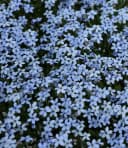 BALDUR Garten Bodendecker Isotoma Blue Foot® 6 St. Blau Bild 1