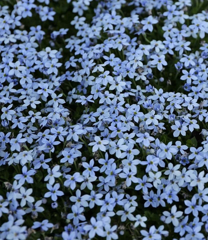 BALDUR Garten Bodendecker Isotoma Blue Foot® 6 St. Blau