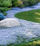 BALDUR Garten Bodendecker Isotoma Blue Foot® 6 St. Blau Bild 2