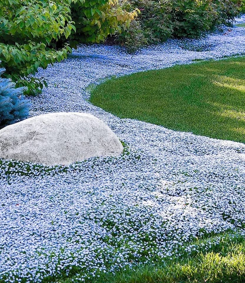 BALDUR Garten Bodendecker Isotoma Blue Foot® 6 St. Blau - Bild 2