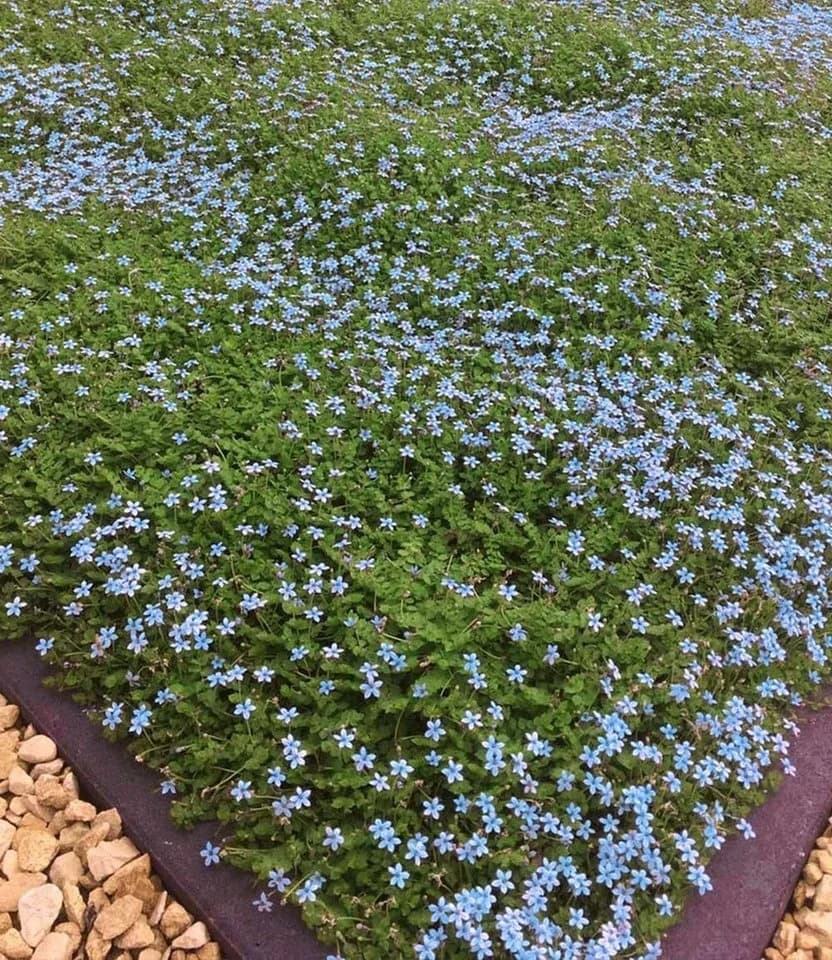 BALDUR Garten Bodendecker Isotoma Blue Foot® 6 St. Blau - Bild 3