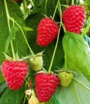 BALDUR Garten Himbeere Enrosadira® Endlosernte Selbstbefruchtend Bild 1