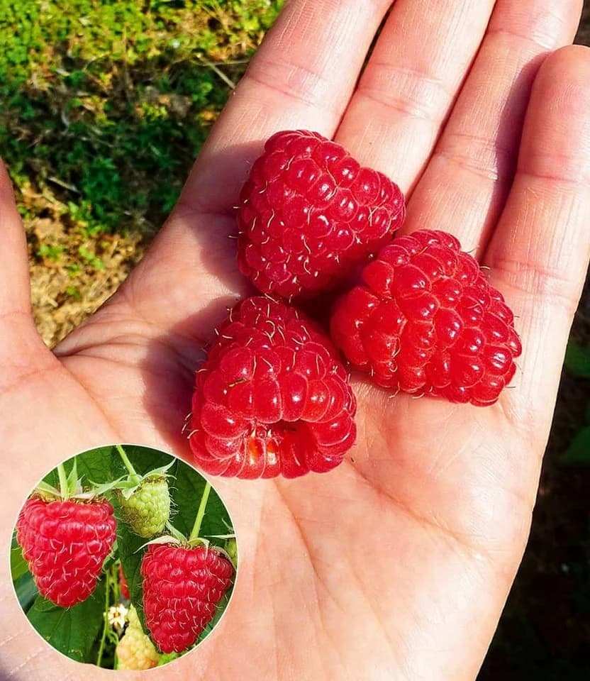BALDUR Garten Himbeere Enrosadira® Endlosernte Selbstbefruchtend - Bild 2