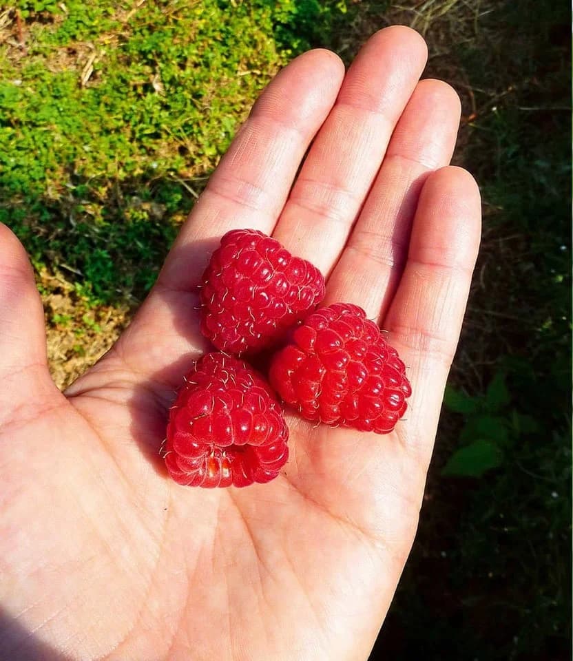 BALDUR Garten Himbeere Enrosadira® Endlosernte Selbstbefruchtend - Bild 3