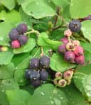 BALDUR Garten Felsenbirne Amelanchier Greatberry® Garden Selbstfruchtend Essbar Bild 1