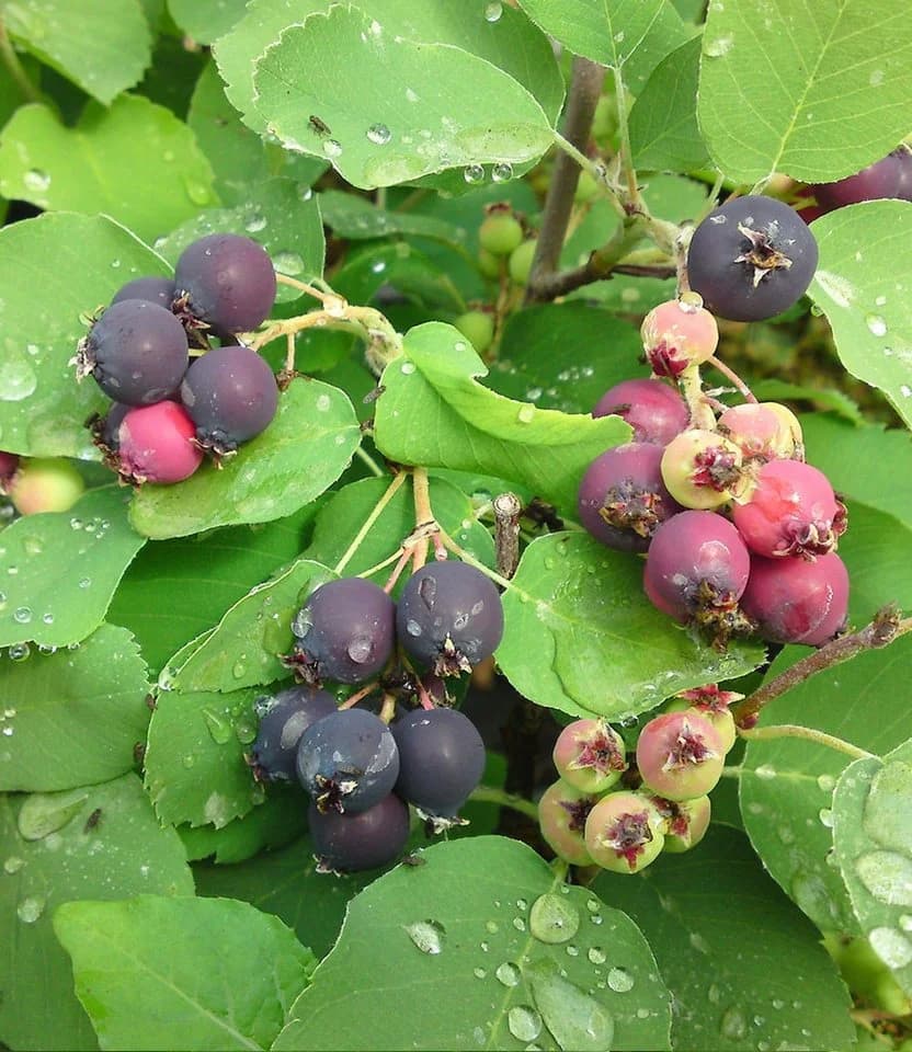 BALDUR Garten Felsenbirne Amelanchier Greatberry® Garden Selbstfruchtend Essbar