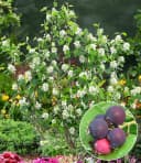 BALDUR Garten Felsenbirne Amelanchier Greatberry® Garden Selbstfruchtend Essbar Bild 2