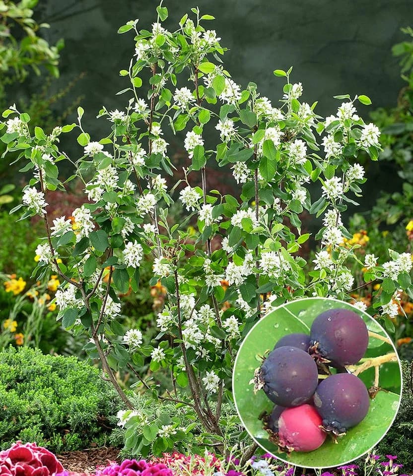 BALDUR Garten Felsenbirne Amelanchier Greatberry® Garden Selbstfruchtend Essbar - Bild 2