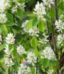 BALDUR Garten Felsenbirne Amelanchier Greatberry® Garden Selbstfruchtend Essbar Bild 3