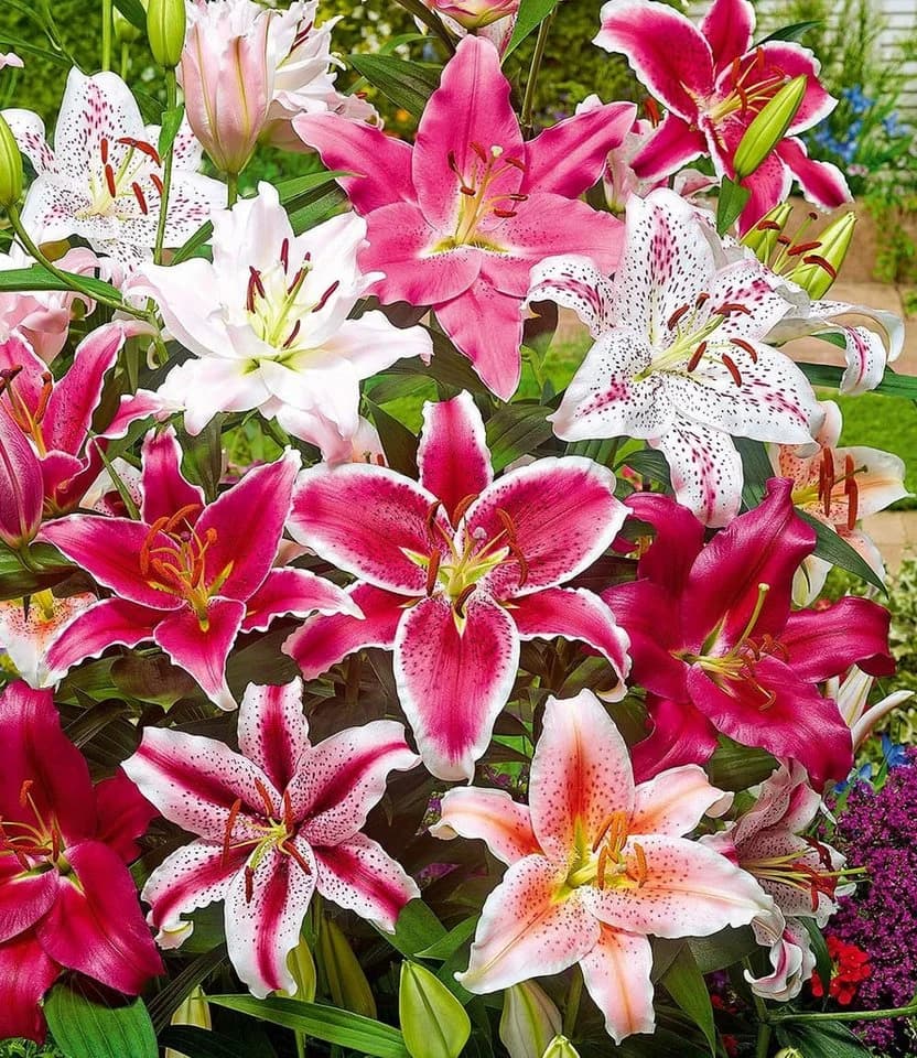 BALDUR Garten Blumenzwiebeln Lilien-Mix 'Parfum'
