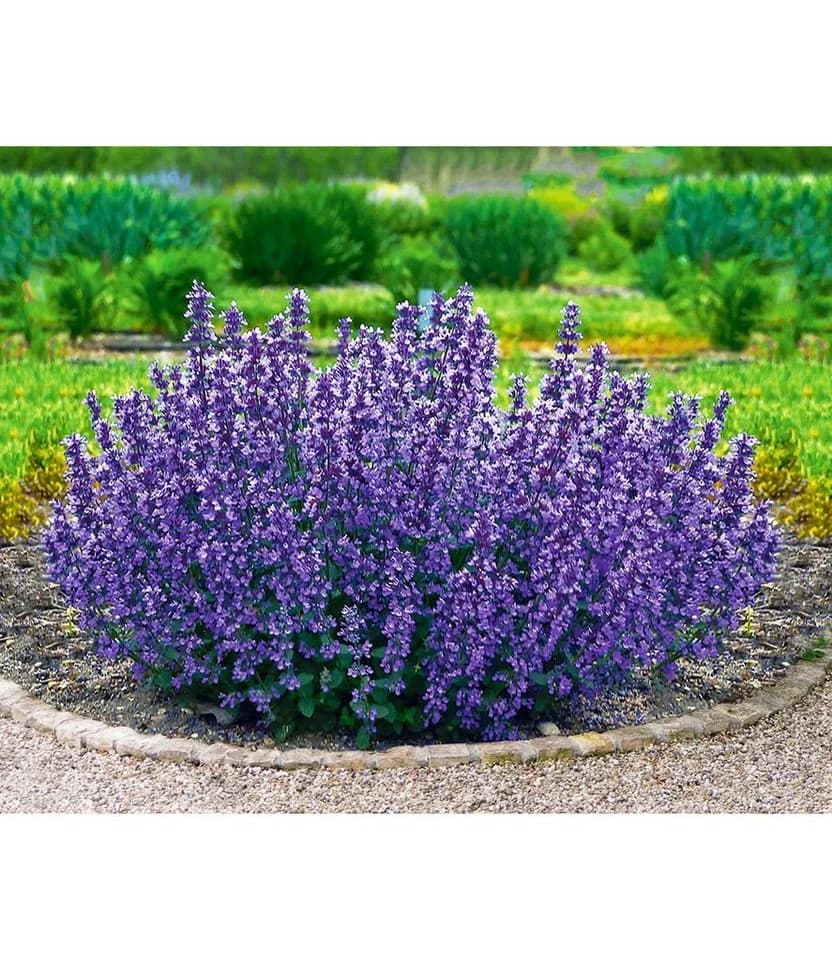 BALDUR Garten Staude Nepeta 'Cat's Pajamas' Katzenminze 2 St. Winterhart Mehrjährig
