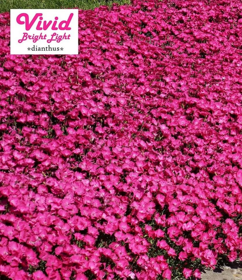 BALDUR Garten Bodendecker-Nelke Vivid® 3 St. Polsterstaude Duftend Winterhart Mehrjährig