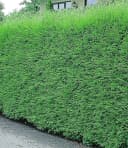 BALDUR Garten Leyland-Zypressen-Hecke 10 Pflanzen Schnellwachsend Immergrün Bild 1