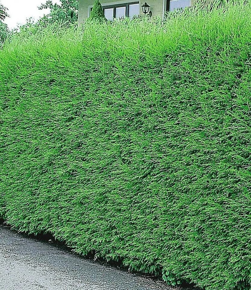 BALDUR Garten Leyland-Zypressen-Hecke 10 Pflanzen Schnellwachsend Immergrün