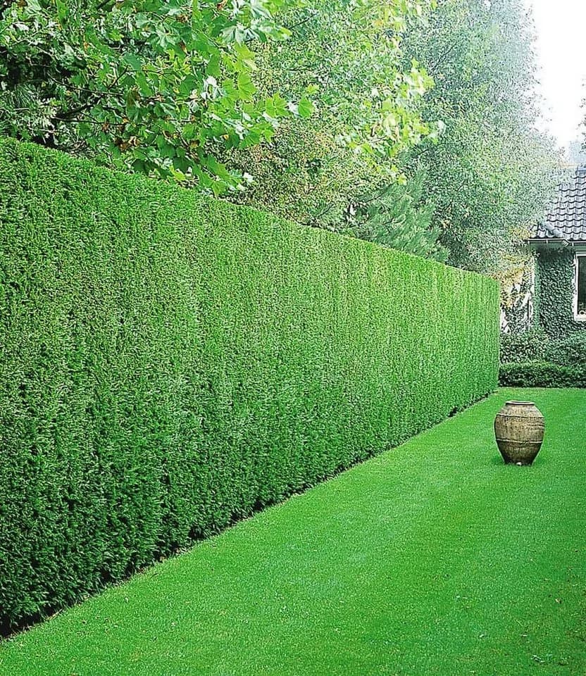 BALDUR Garten Leyland-Zypressen-Hecke 10 Pflanzen Schnellwachsend Immergrün - Bild 2