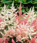 BALDUR Garten Astilben-Mix 'Rosa & Weiß' 4 St. Prachtspiere Winterhart Mehrjährig Bild 1