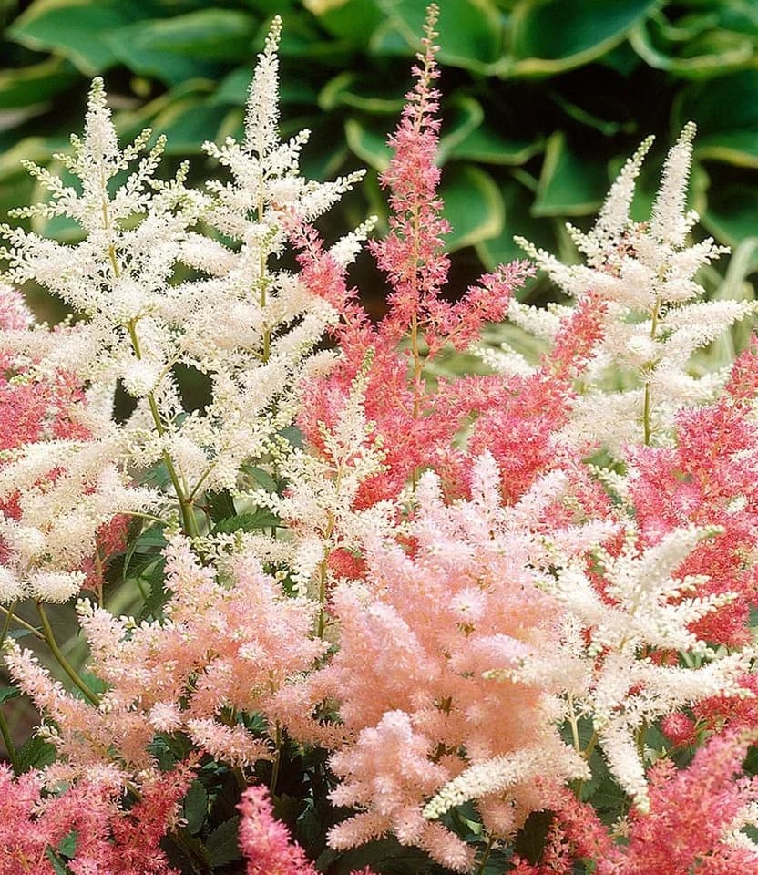 BALDUR Garten Astilben-Mix 'Rosa & Weiß' 4 St. Prachtspiere Winterhart Mehrjährig