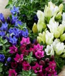 BALDUR Garten Staude 3er Enzian-Mix Bunt Winterhart Bild 1