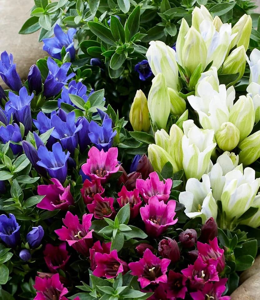 BALDUR Garten Staude 3er Enzian-Mix Bunt Winterhart