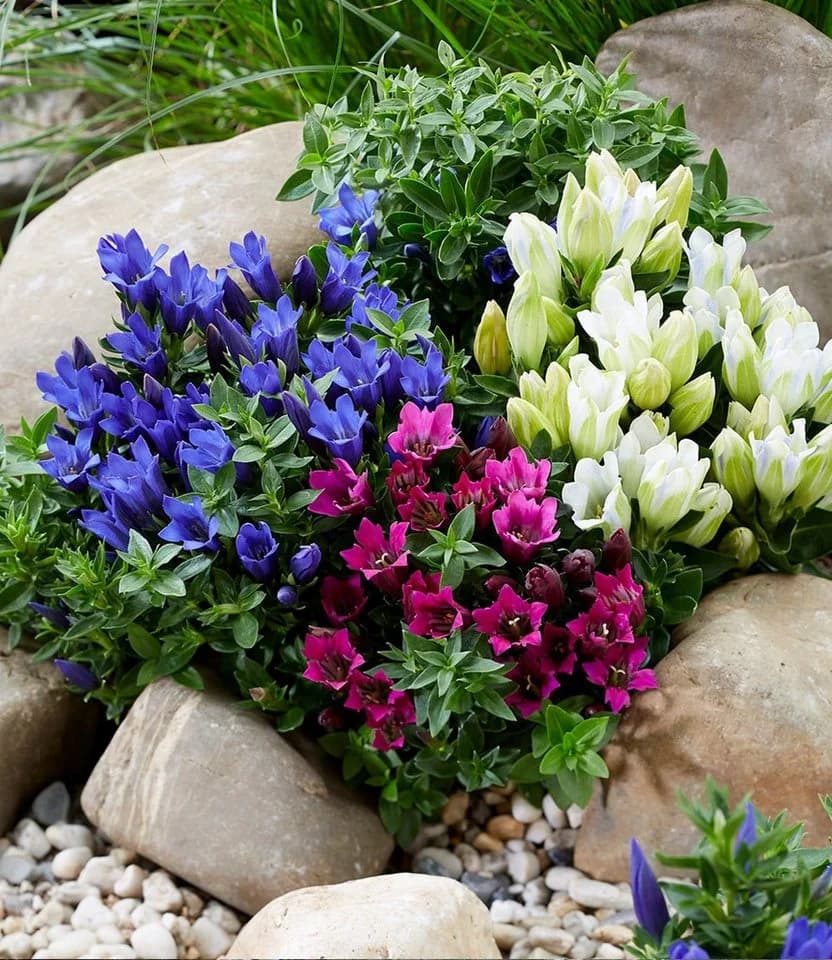 BALDUR Garten Staude 3er Enzian-Mix Bunt Winterhart - Bild 2