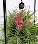 BALDUR Garten Tillandsia 'Magic Ball' Zimmerpflanze mit Metallgestell Bild 1