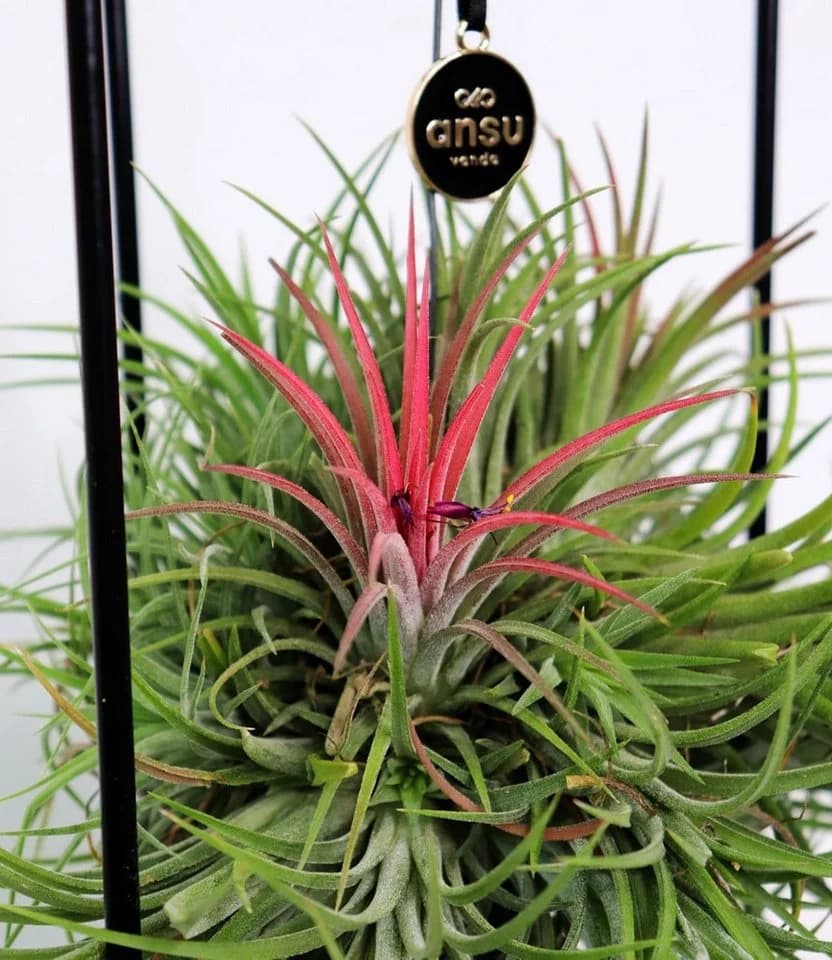 BALDUR Garten Tillandsia 'Magic Ball' Zimmerpflanze mit Metallgestell