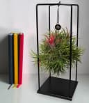 BALDUR Garten Tillandsia 'Magic Ball' Zimmerpflanze mit Metallgestell Bild 2