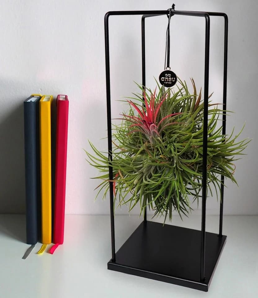 BALDUR Garten Tillandsia 'Magic Ball' Zimmerpflanze mit Metallgestell - Bild 2