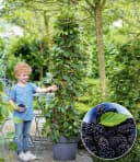 BALDUR Garten Maulbeere BonBon Berry®, 1 St., winterhart, mehrjährig, pflegeleicht Bild 2