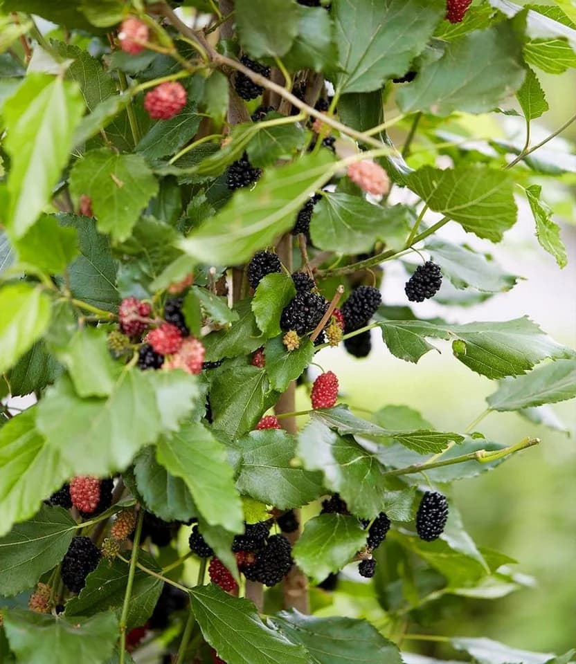 BALDUR Garten Maulbeere BonBon Berry®, 1 St., winterhart, mehrjährig, pflegeleicht - Bild 5