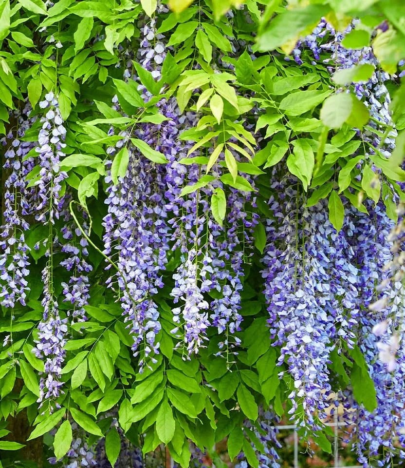 BALDUR Garten Zierstrauch Blauregen Blue Moon Lavendelblau