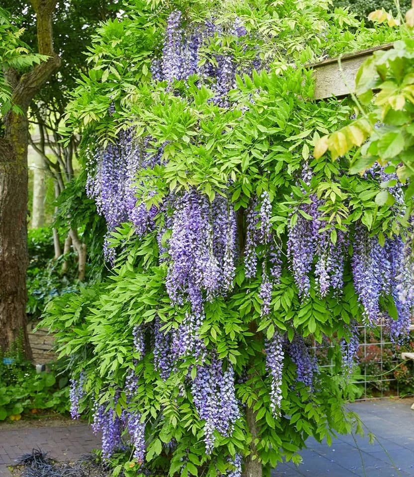BALDUR Garten Zierstrauch Blauregen Blue Moon Lavendelblau - Bild 2