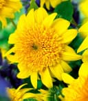 BALDUR Garten Staude Winterharte gefüllte Sonnenblume 'Happy Days' Bild 1