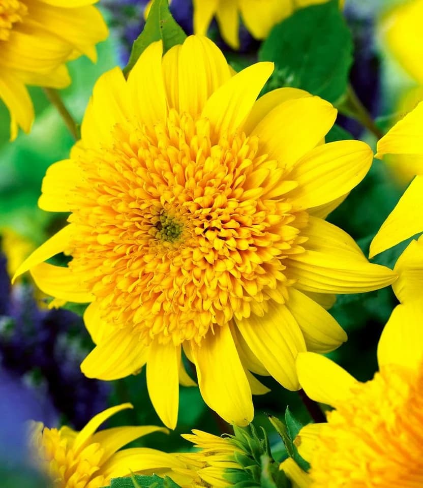 BALDUR Garten Staude Winterharte gefüllte Sonnenblume 'Happy Days'