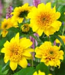 BALDUR Garten Staude Winterharte gefüllte Sonnenblume 'Happy Days' Bild 2