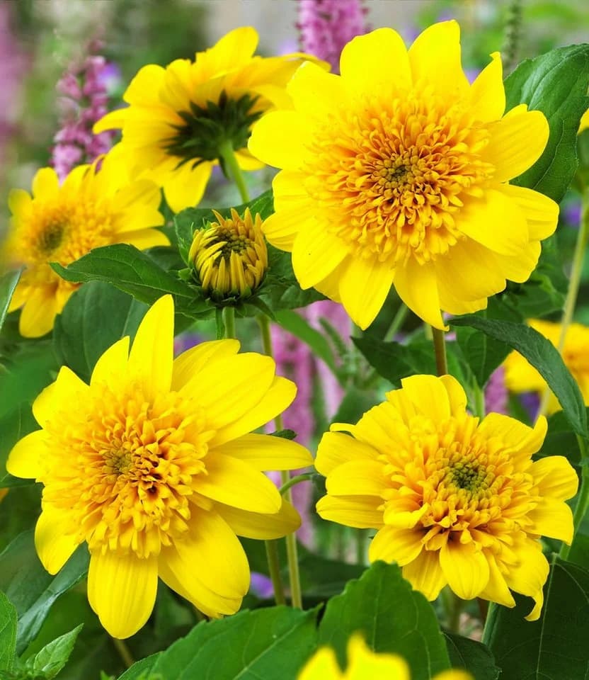 BALDUR Garten Staude Winterharte gefüllte Sonnenblume 'Happy Days' - Bild 2