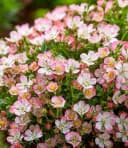 BALDUR Garten Alpin-Rose Cutie Pie® Bodendecker Winterhart Duftend Bienenfreundlich Bild 1