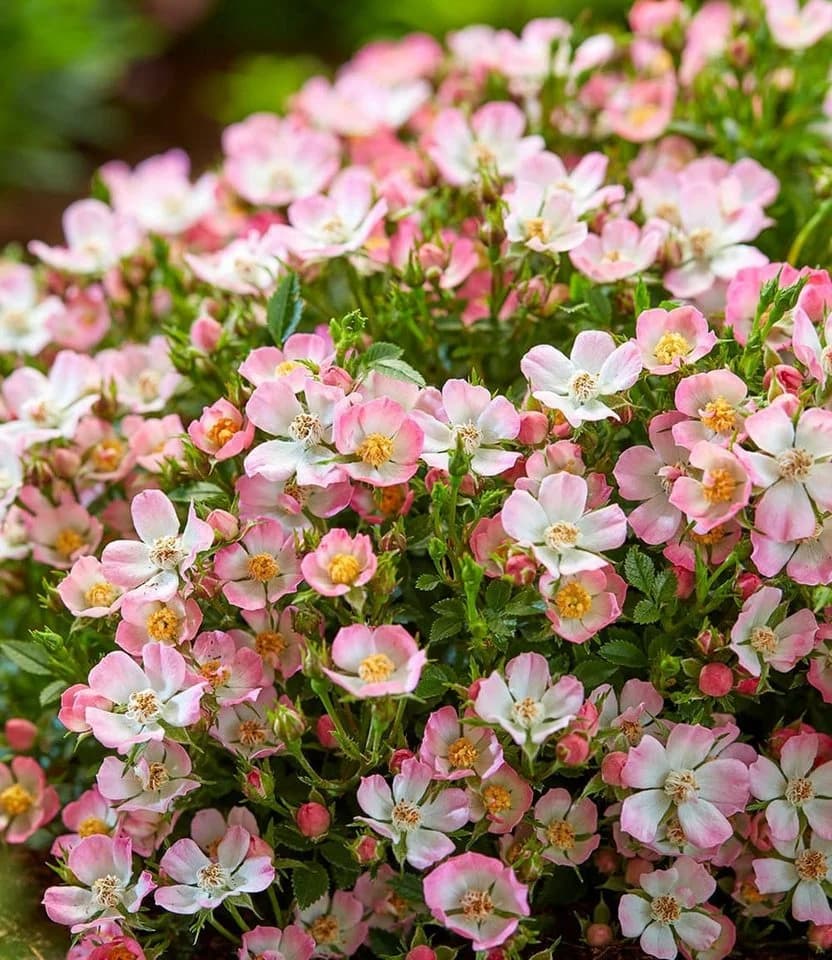BALDUR Garten Alpin-Rose Cutie Pie® Bodendecker Winterhart Duftend Bienenfreundlich