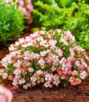 BALDUR Garten Alpin-Rose Cutie Pie® Bodendecker Winterhart Duftend Bienenfreundlich Bild 2