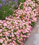 BALDUR Garten Alpin-Rose Cutie Pie® Bodendecker Winterhart Duftend Bienenfreundlich Bild 3
