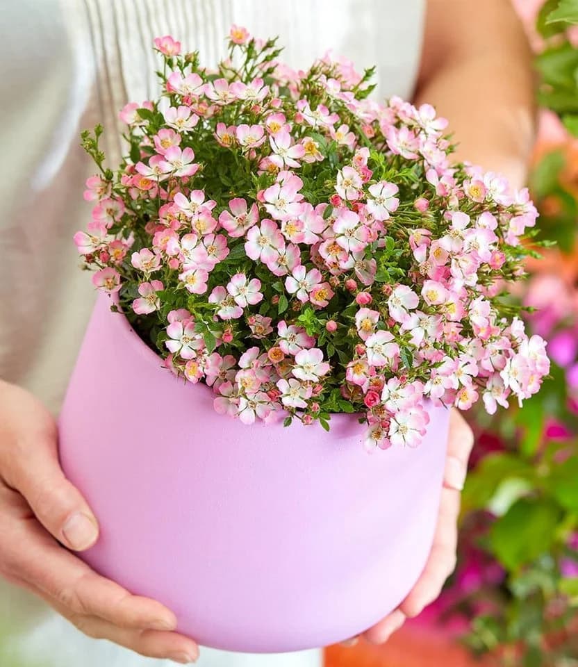 BALDUR Garten Alpin-Rose Cutie Pie® Bodendecker Winterhart Duftend Bienenfreundlich - Bild 4