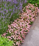 BALDUR Garten Alpin-Rose Cutie Pie® Bodendecker Winterhart Duftend Bienenfreundlich Bild 5