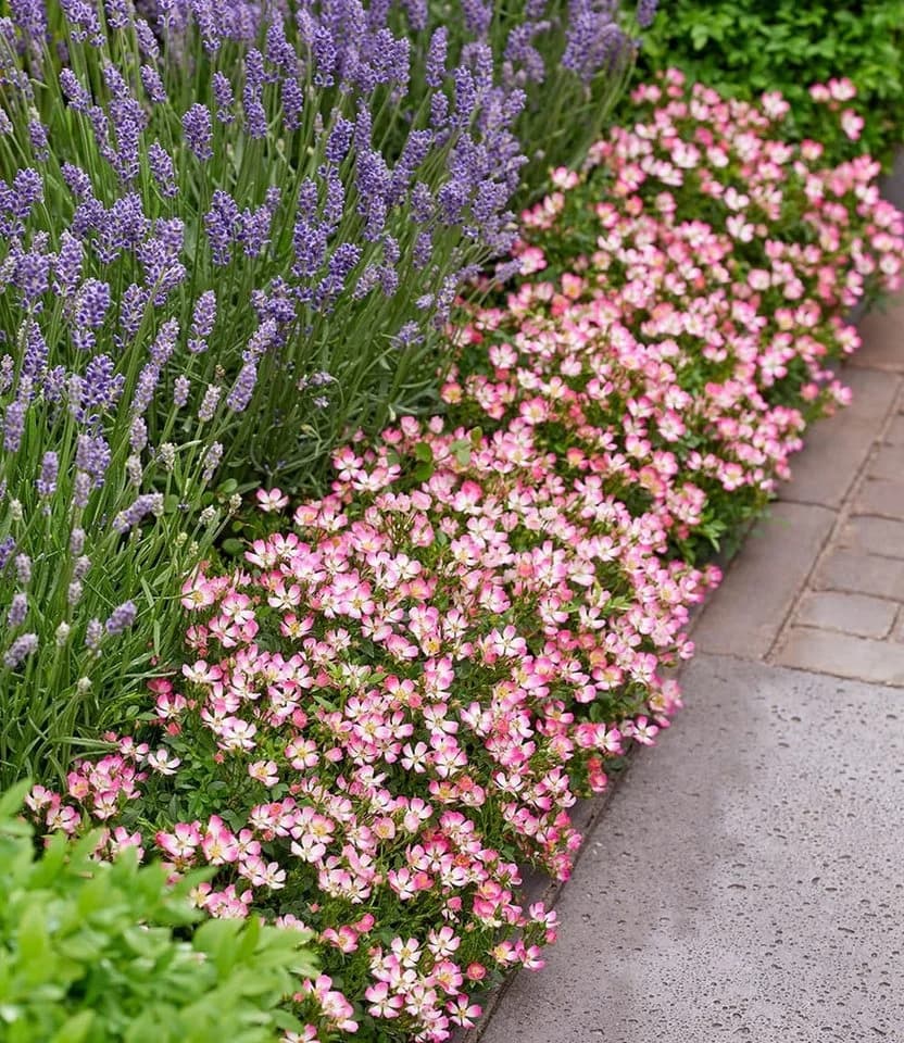 BALDUR Garten Alpin-Rose Cutie Pie® Bodendecker Winterhart Duftend Bienenfreundlich - Bild 5