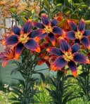 BALDUR Garten Blumenzwiebeln Lilie 'Forever Susan' Duftend Winterhart Mehrjährig Bild 1