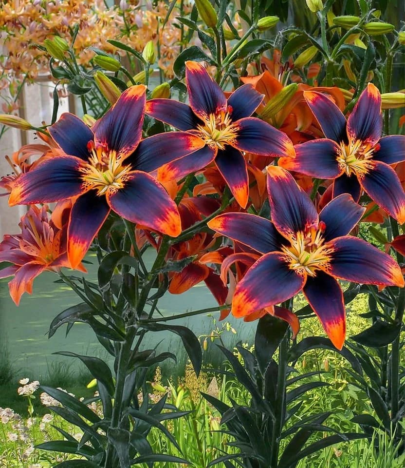 BALDUR Garten Blumenzwiebeln Lilie 'Forever Susan' Duftend Winterhart Mehrjährig