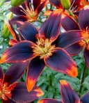 BALDUR Garten Blumenzwiebeln Lilie 'Forever Susan' Duftend Winterhart Mehrjährig Bild 2