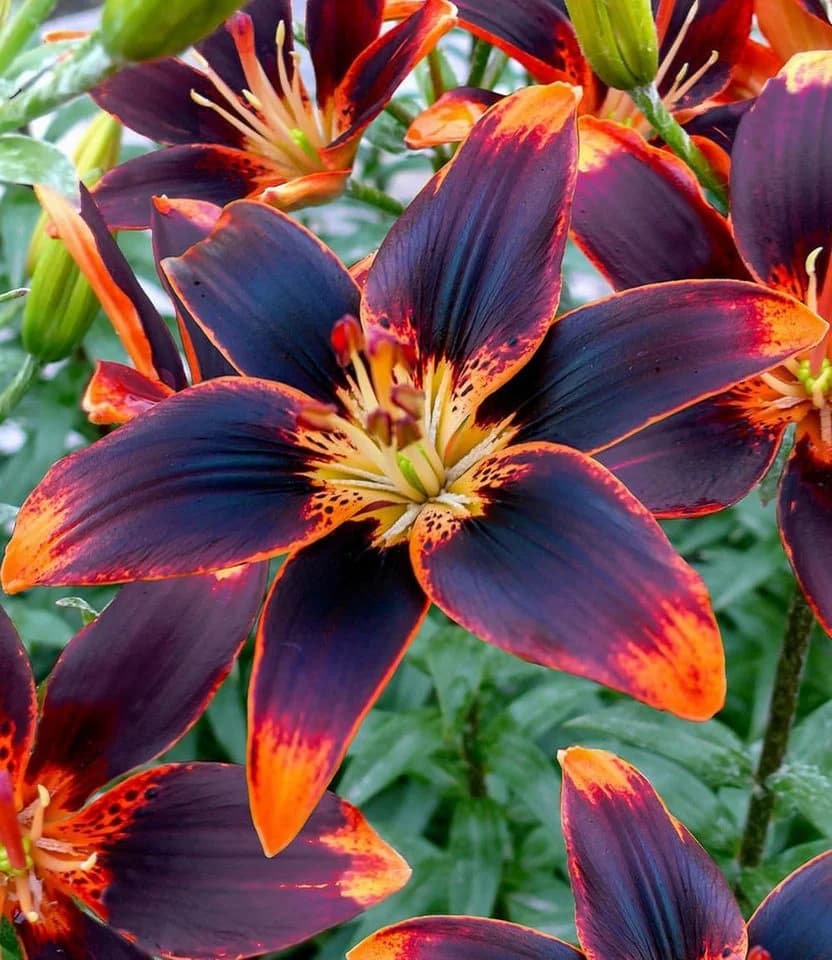 BALDUR Garten Blumenzwiebeln Lilie 'Forever Susan' Duftend Winterhart Mehrjährig - Bild 2