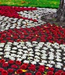 BALDUR Garten Bodendecker Sempervivum Arctic White & Coral Red 2 St. Trockenresistent Bild 1