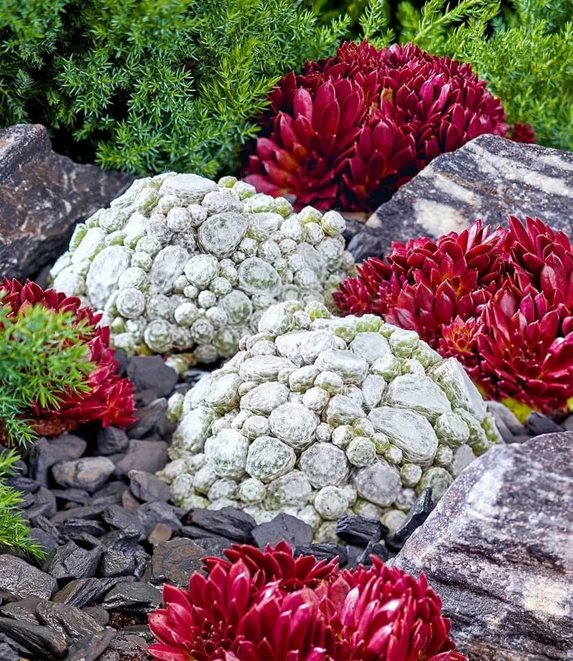 BALDUR Garten Bodendecker Sempervivum Arctic White & Coral Red 2 St. Trockenresistent - Bild 2
